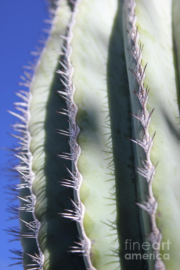 Cactus Curves Photograph by Becqi Sherman