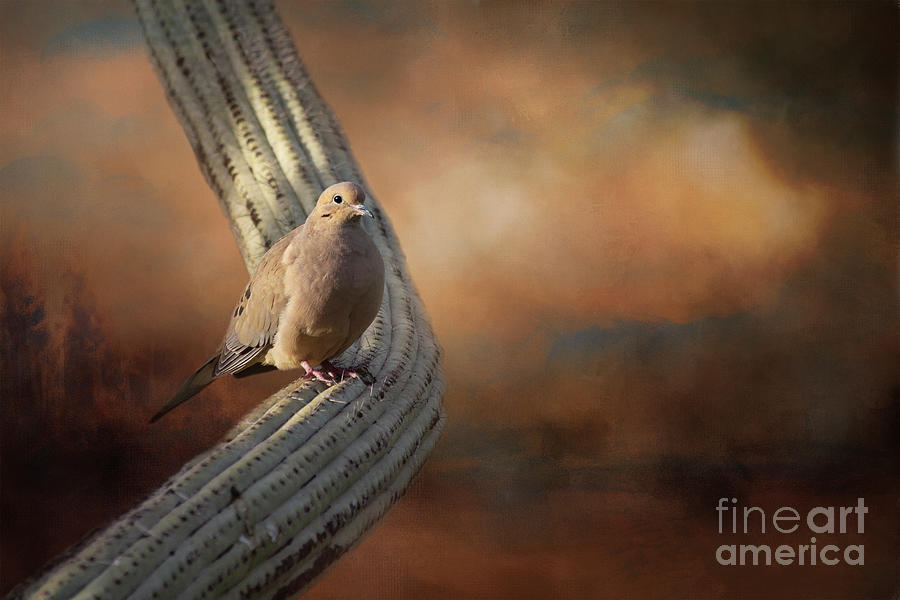 Dove Photograph - Cactus Dove by Elisabeth Lucas