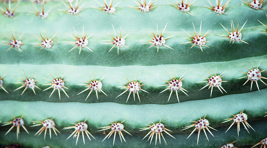 Cactus Echinopsis Candicans, Close-up Photograph by Liz Whitaker Cactus Echinopsis Candicans, Close-up Photograph by Liz Whitaker