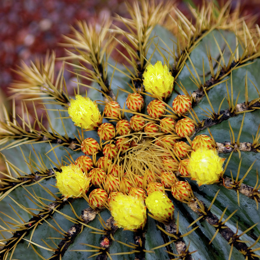 Cactus Photograph by Eva Millan Photography