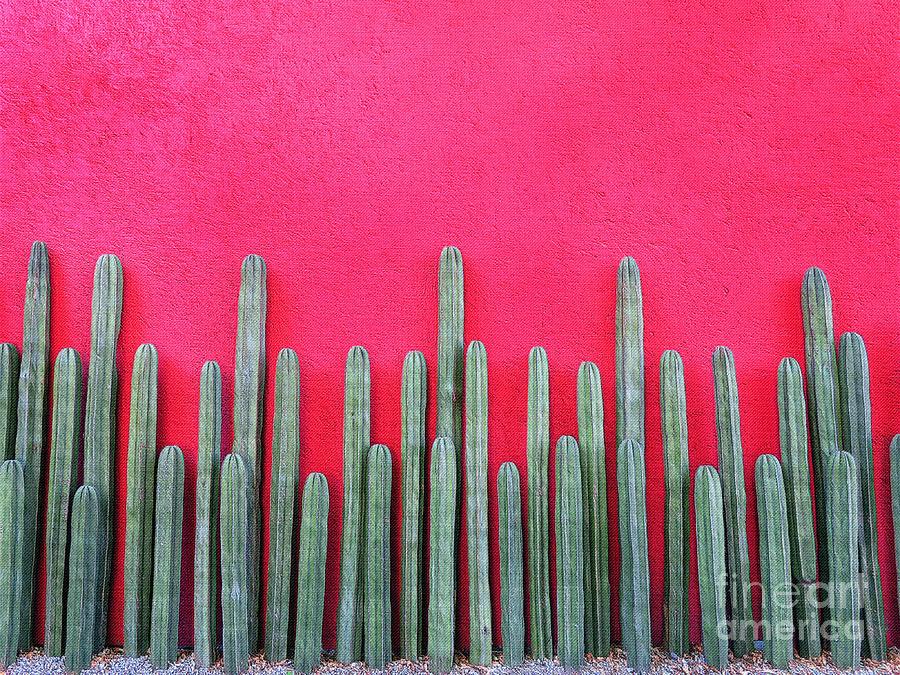 Cactus Fence Photograph by Diana Rajala