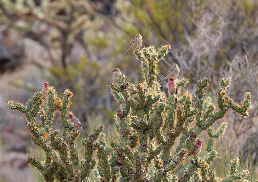 Cactus Finches Photograph by Loree Johnson