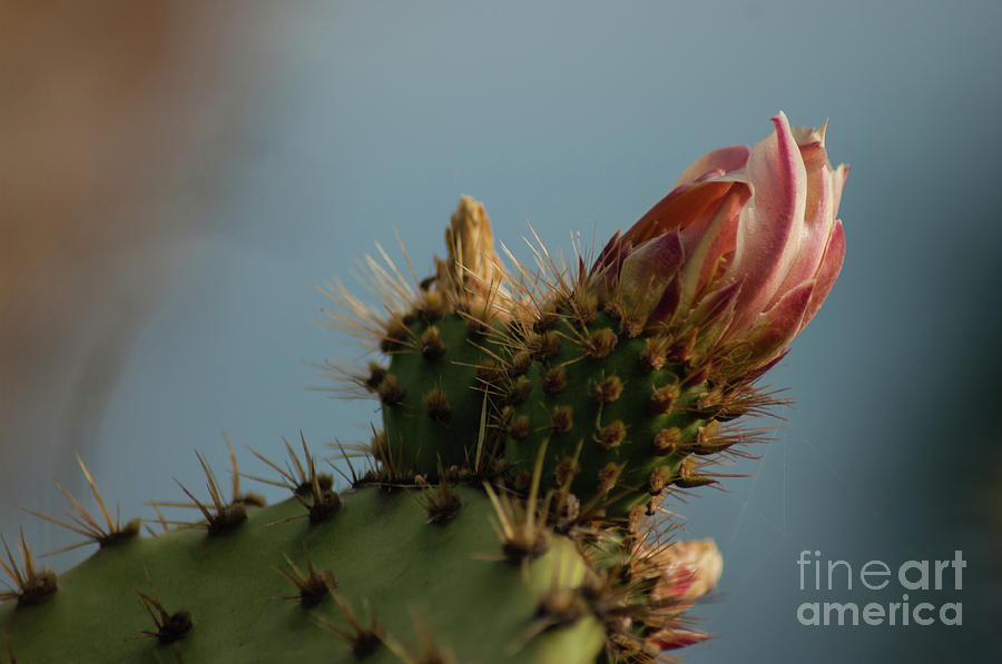 Cactus Flower Photograph - Cactus Flower 1.0043 by Stephen Parker