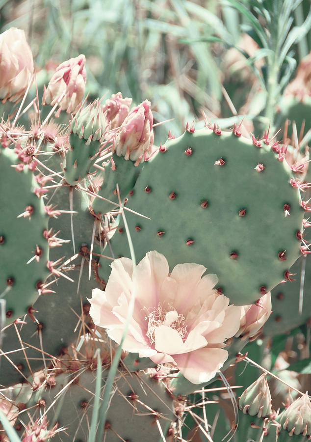Cactus Flower 2 Photograph by Andrea Anderegg