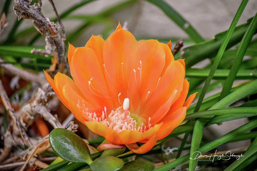 Cactus Flower 2 Photograph by Dawn Hough Sebaugh