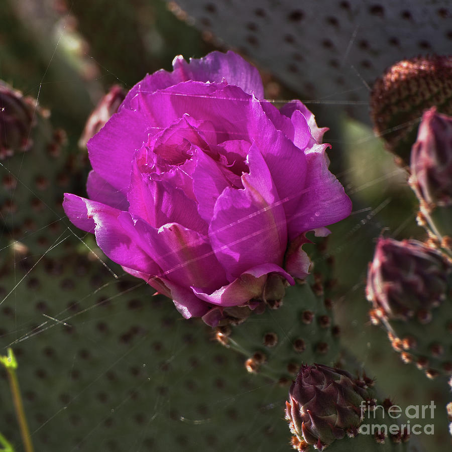 Cactus Flower Photograph - Cactus Flower  8b5780 by Stephen Parker
