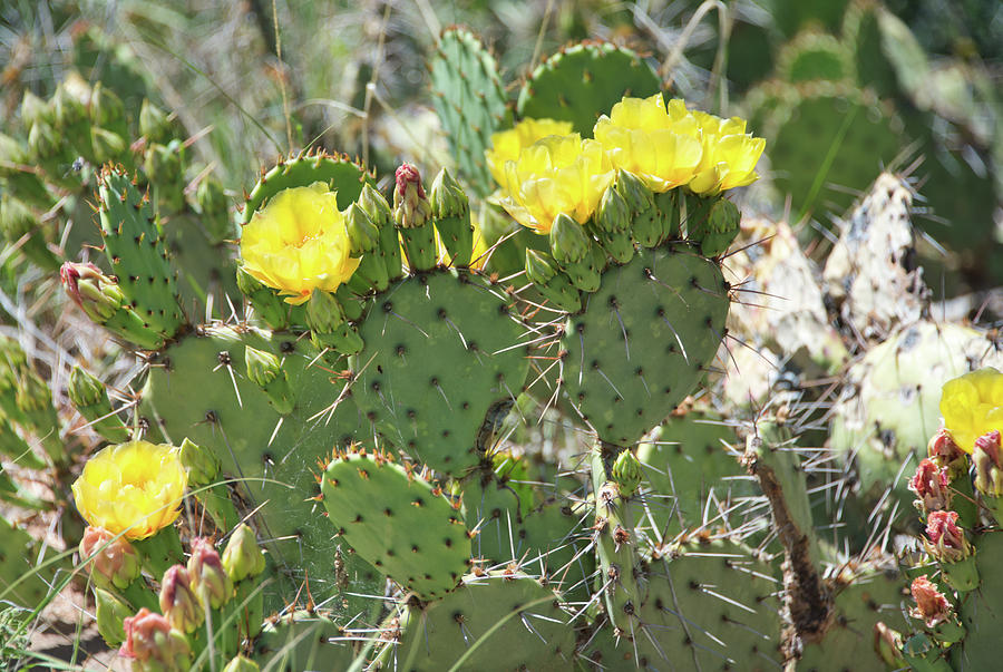 Cactus Flower Photograph