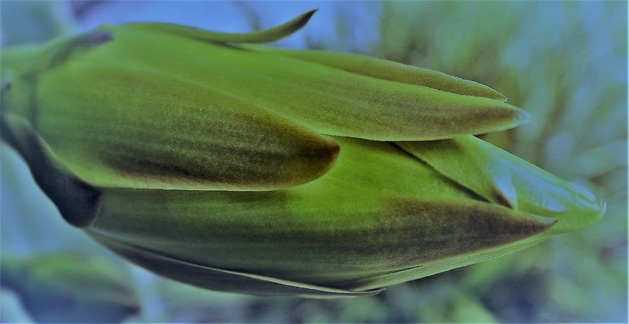 Cactus Flower Bud Photograph by Christopher James