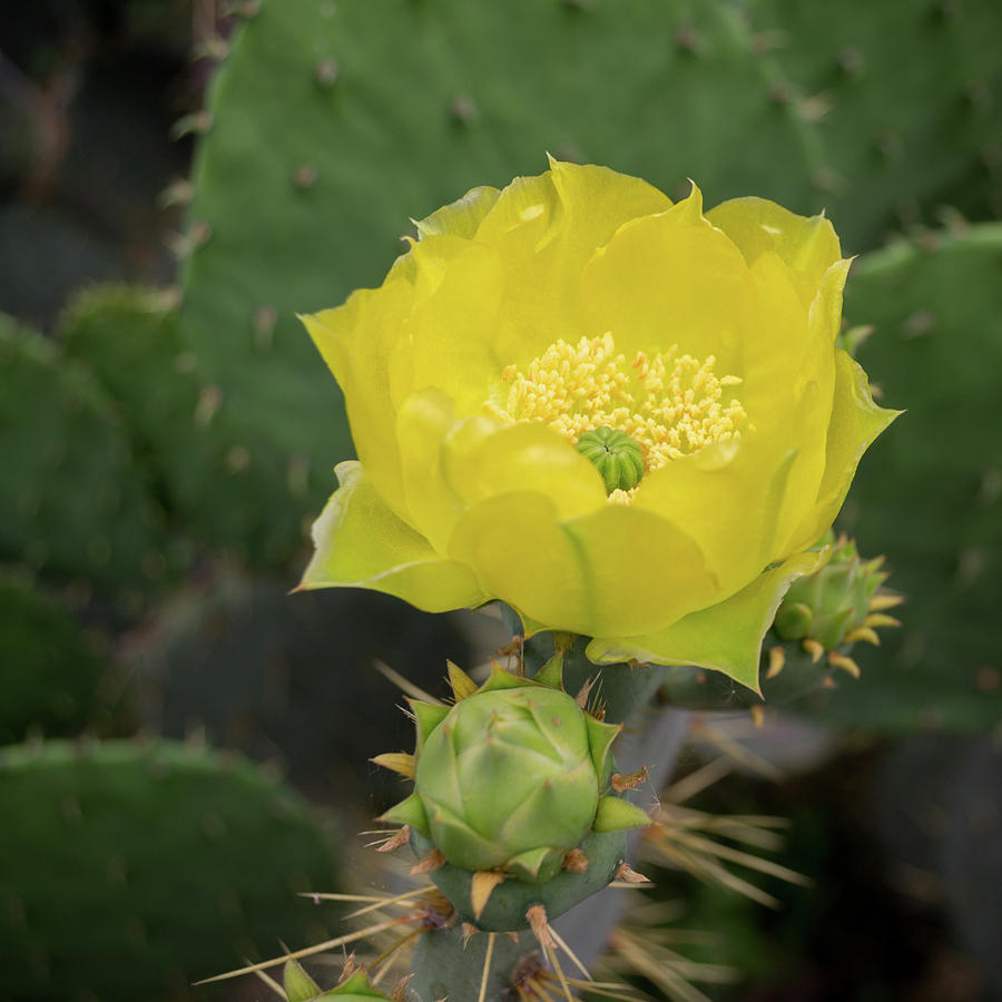 Cactus Flower Photograph by Carol Wood