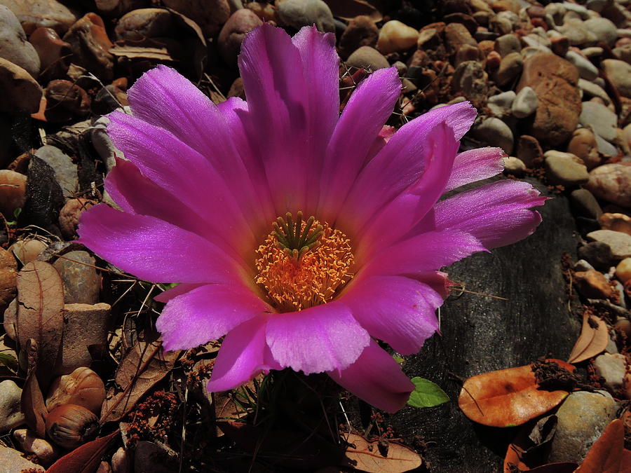 Cactus Flower Photograph by Cindy Clements