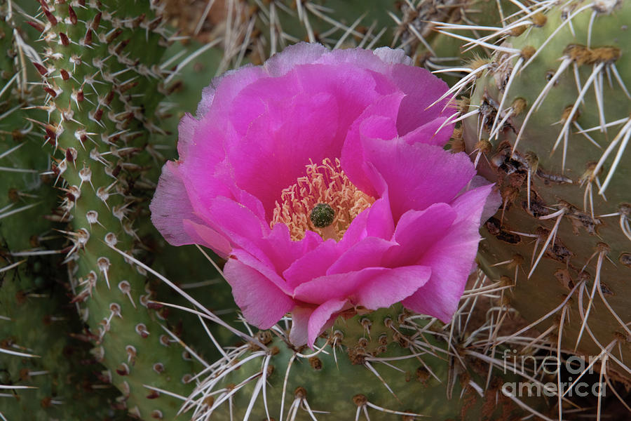 Zion National Park Photograph - Cactus Flower  F0933 by Stephen Parker