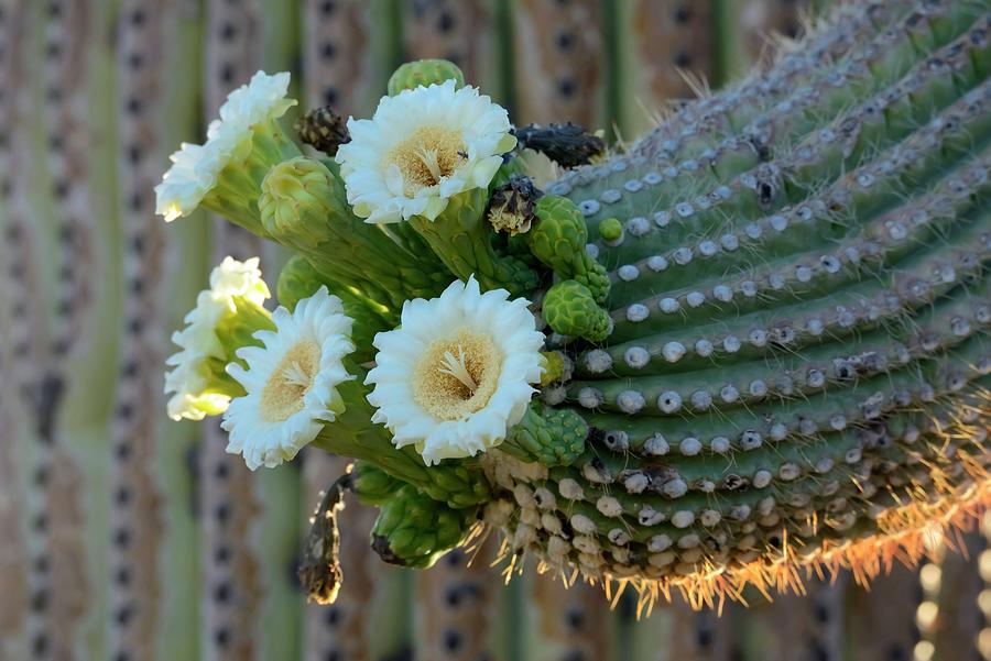 Cactus Flower Digital Art by Heeb Photos