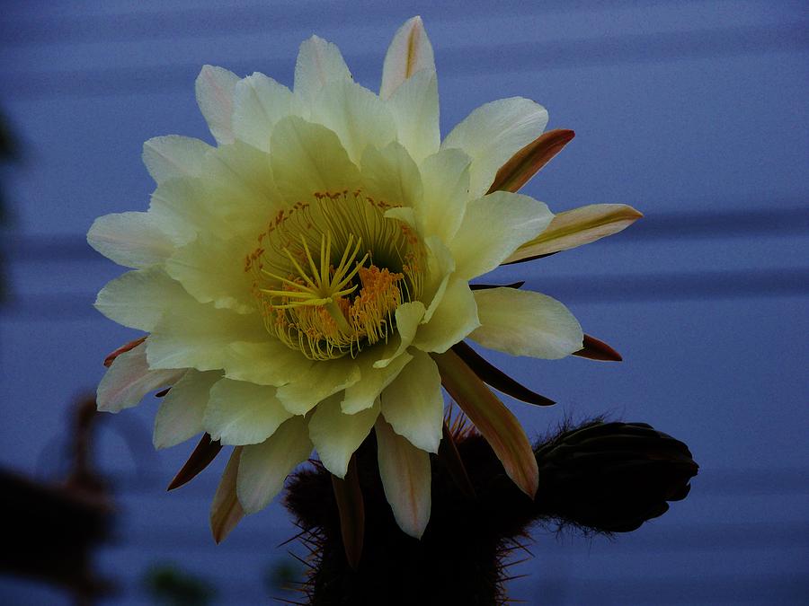 Cactus flower Photograph by Helen Carson