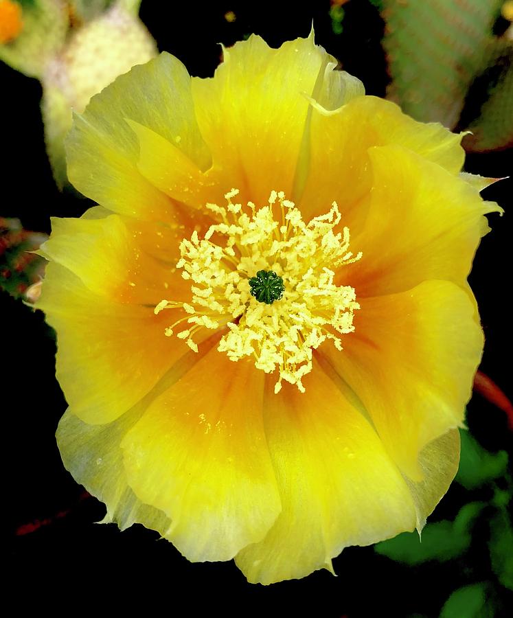 Cactus Flower II Photograph by Richard Dennis