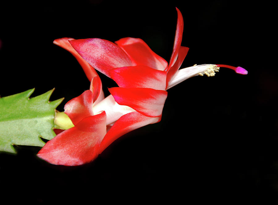 Cactus Flower Photograph by Jeff R Clow