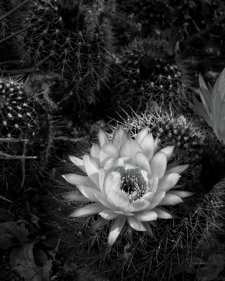 Cactus Flower Photograph by Lynn Davis