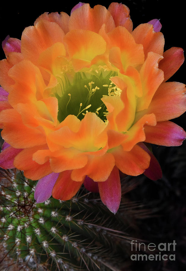 Cactus Flower Photograph by Nancy Mueller