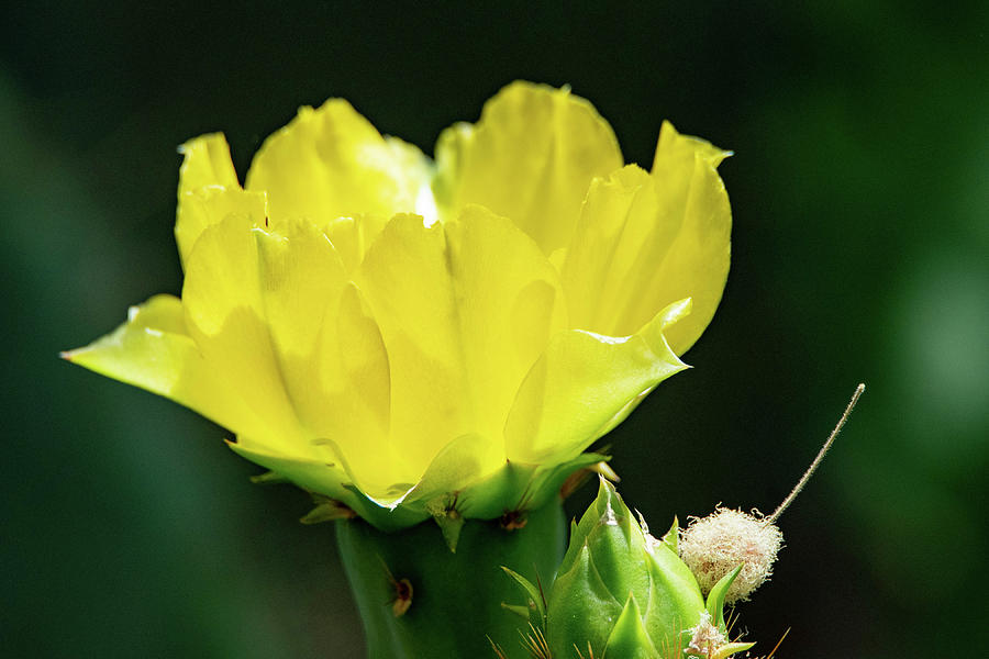 Cactus Flower Photograph by Nicole Zenhausern