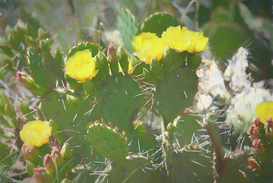 Cactus Flower Painting Photograph