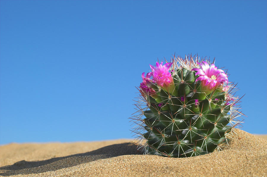 Cactus Flower Photograph by Redmal
