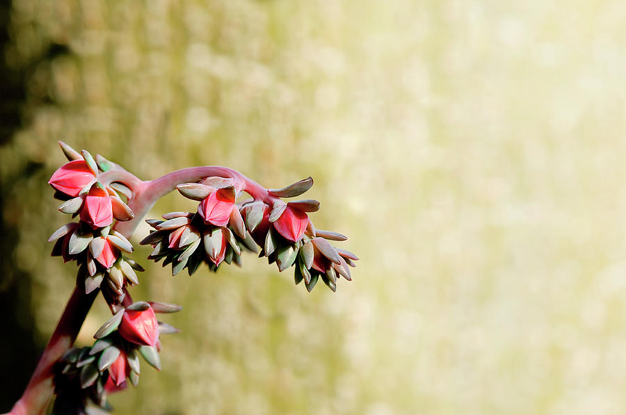 Cactus Flower Sprig Photograph by Gail Shotlander