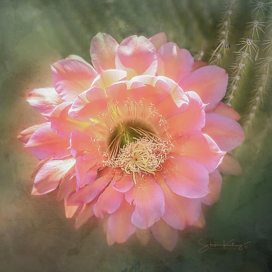 Cactus Flower by Steve Kelley Cactus Flower by Steve Kelley
