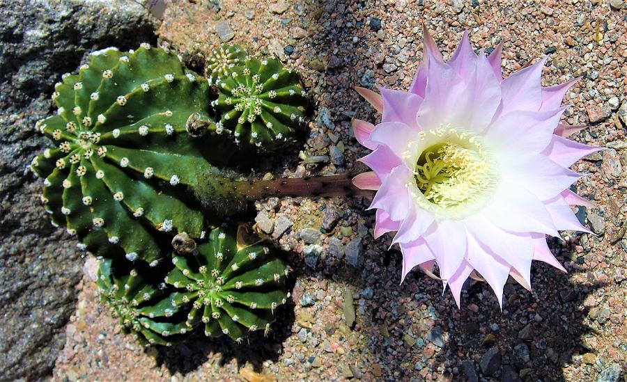 -  Cactus Flower Photograph by THERESA Nye