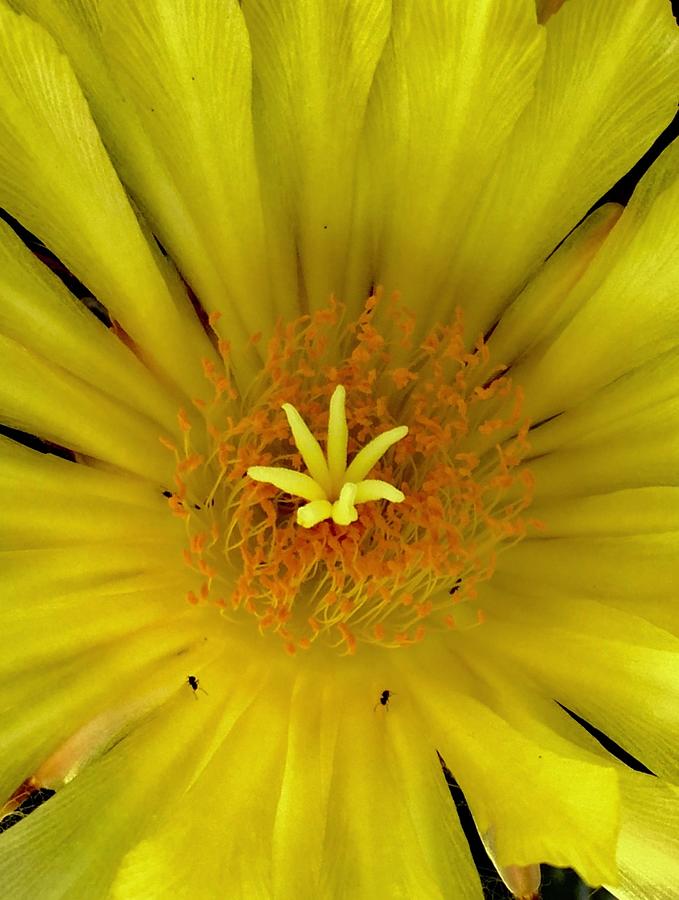 Cactus Flower vI Photograph by Richard Dennis