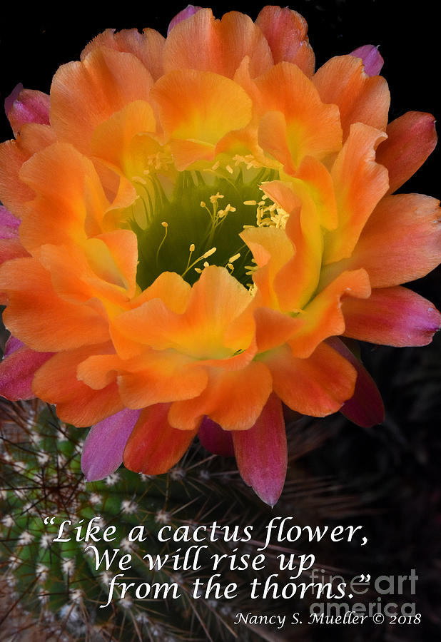 Inspirational Photograph - Cactus Flower We Will Rise Up by Nancy Mueller
