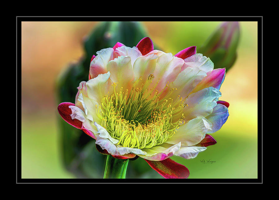 Cactus Flower Yellow and White Photograph by Will Wagner