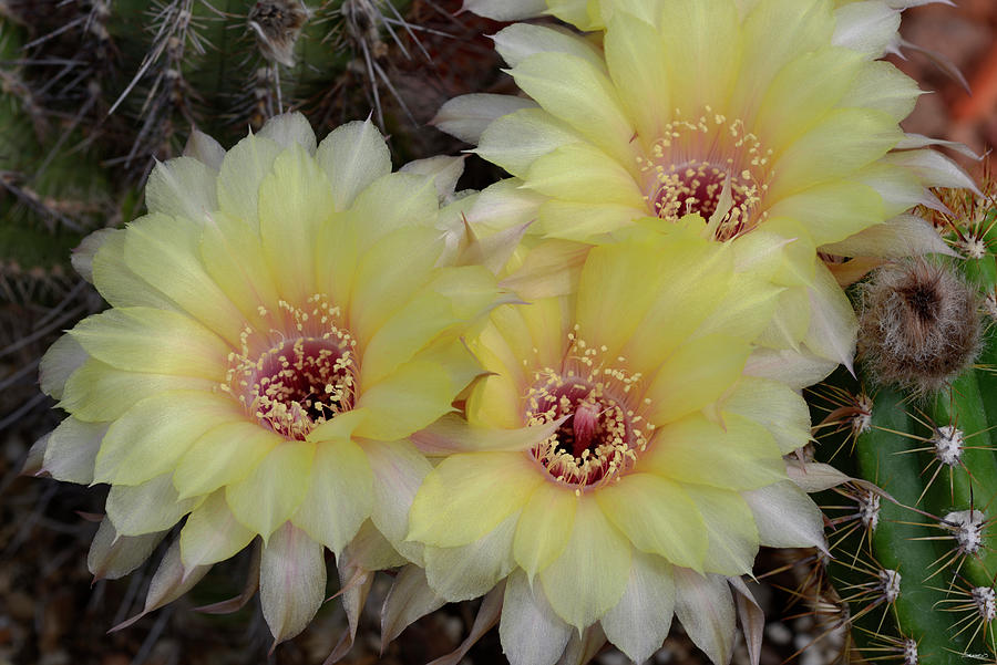 Flower Photograph - Cactus Flowers 1016 by Gordon Semmens