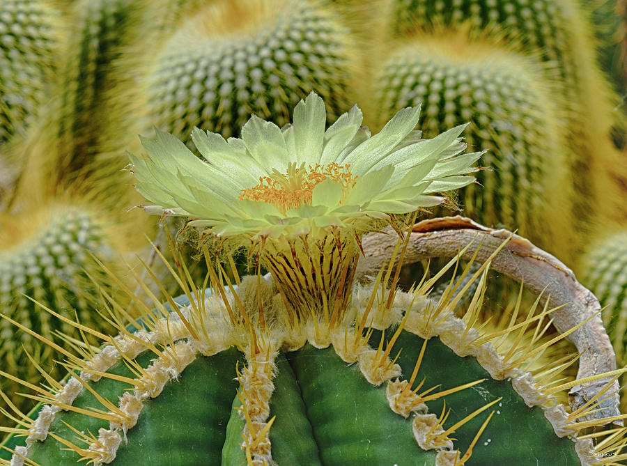 Flower Photograph - Cactus Flowers 1036 by Gordon Semmens