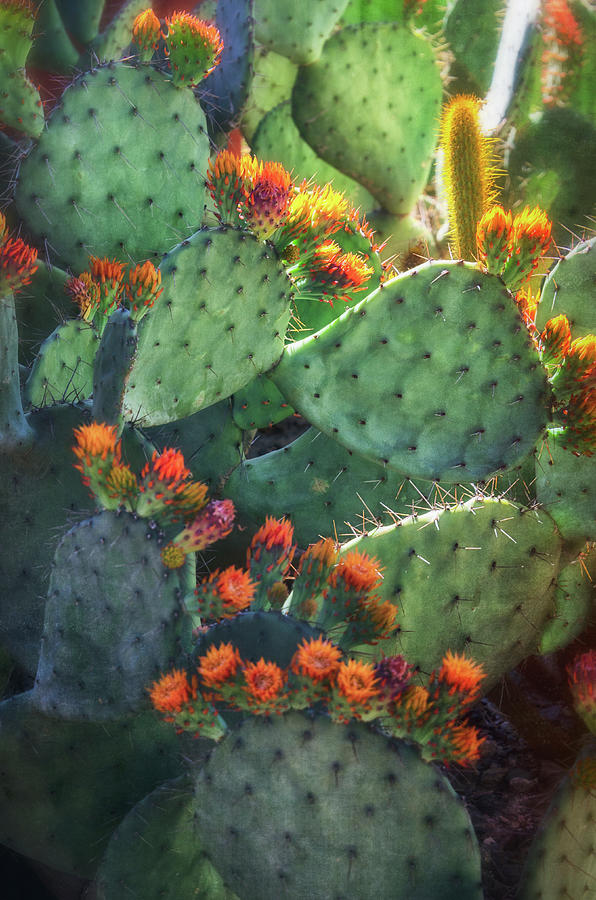 Cactus Flowers In Dawns Soft Light  Photograph by Saija Lehtonen
