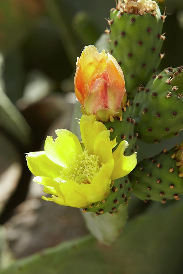Fruit Photograph - Cactus Flowers On The Plant by Joff Lee Studios