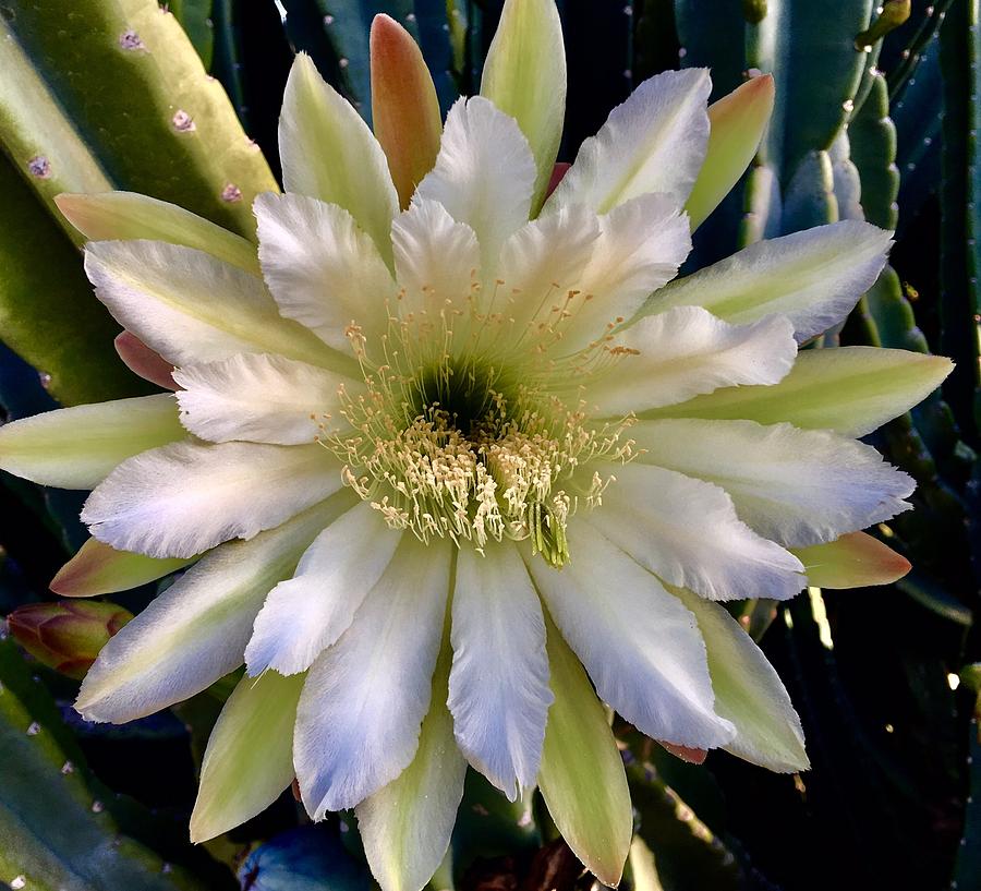 Cactus Flowet III Photograph by Richard Dennis