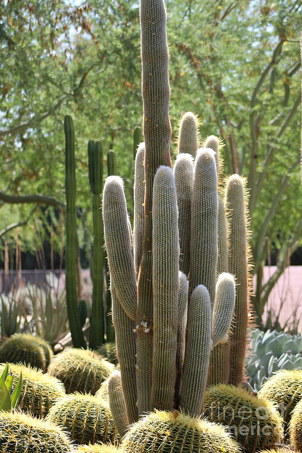 Cactus Garden at in Rancho Mirage Photograph by Colleen Cornelius