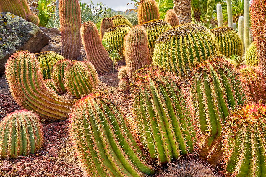 Nature Photograph - Cactus Garden, Gran Canaria, Spain by Jan Wlodarczyk