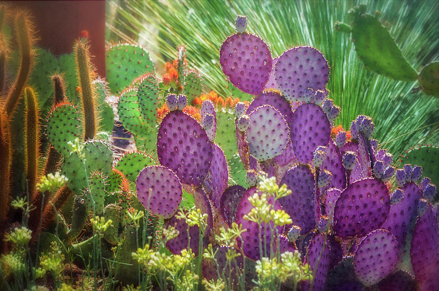 Cactus Garden  Photograph by Saija Lehtonen