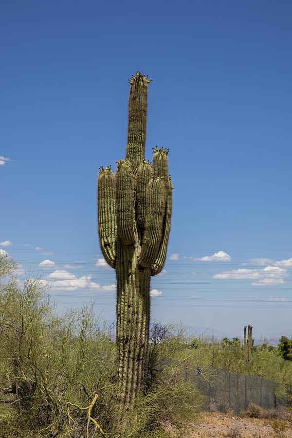 Cactus Giving The Bird Photograph By Rocco Silvestri Pixels