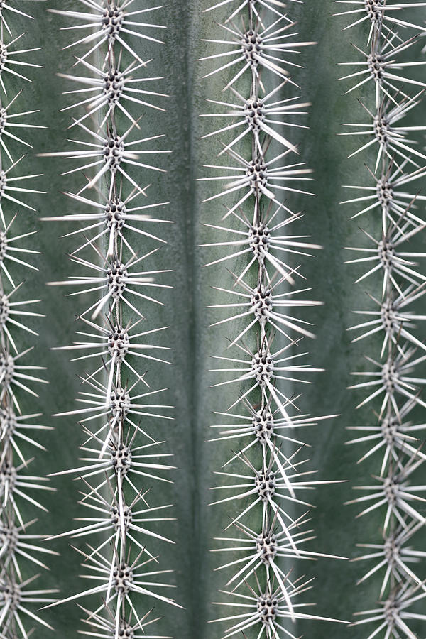 Abstract Photograph - Cactus Green by 1x Studio Iii