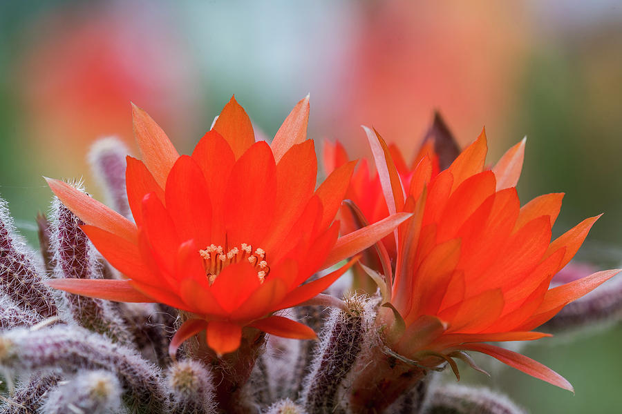Cactus in Bloom by Robert Potts Cactus in Bloom by Robert Potts
