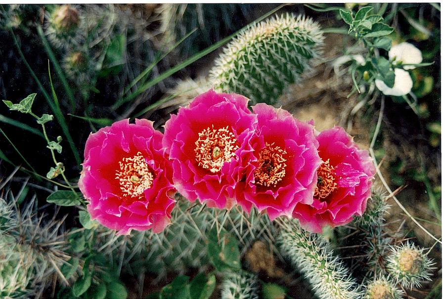 Cactus in Colorado 1992 Photograph by Toni Hopper