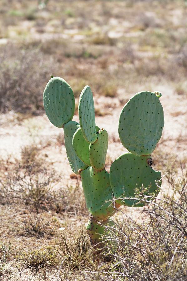 Cactus In Desert Landscape Photograph by Franziska Pietsch