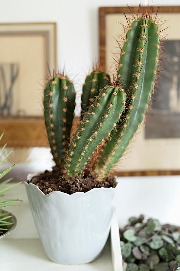 Cactus In Pale Grey China Pot Photograph by Cecilia Mller