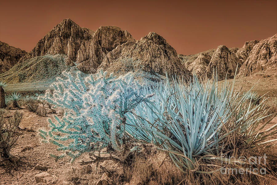 Cactus in Red Rock Canyon Infrared Photograph by Norman Gabitzsch