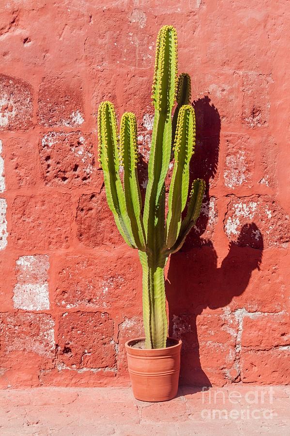 Religious Photograph - Cactus In Santa Catalina Monastery In by Matyas Rehak Religious Photograph - Cactus In Santa Catalina Monastery In by Matyas Rehak