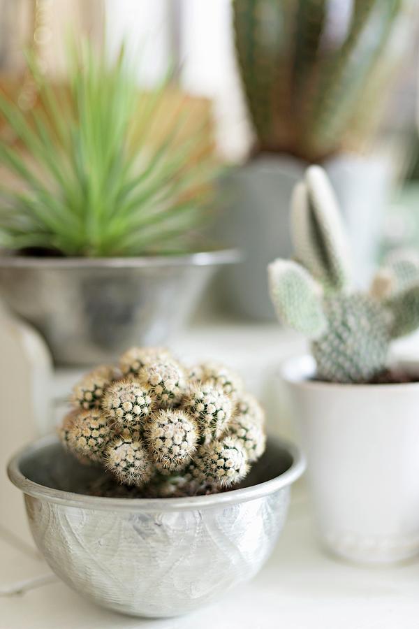 Cactus In Silver Bowl Photograph by Cecilia Mller
