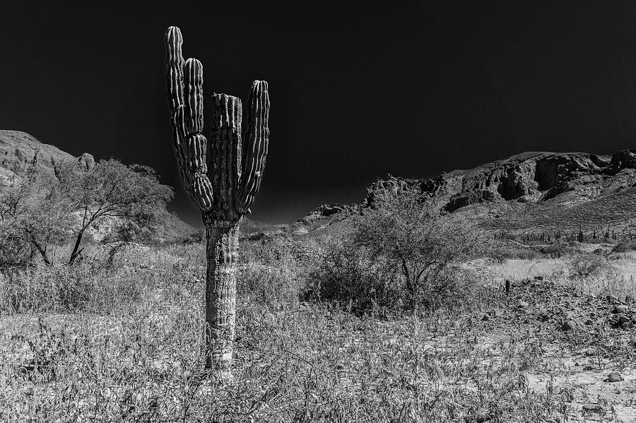 Cactus in the desert Photograph by Silvia Marcoschamer