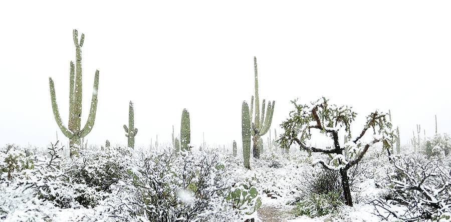 Cactus in the Snow Photograph by Jean Clark