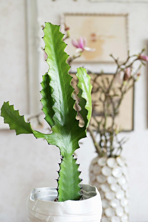 Cactus In White Ceramic Pot Photograph by Cecilia Mller